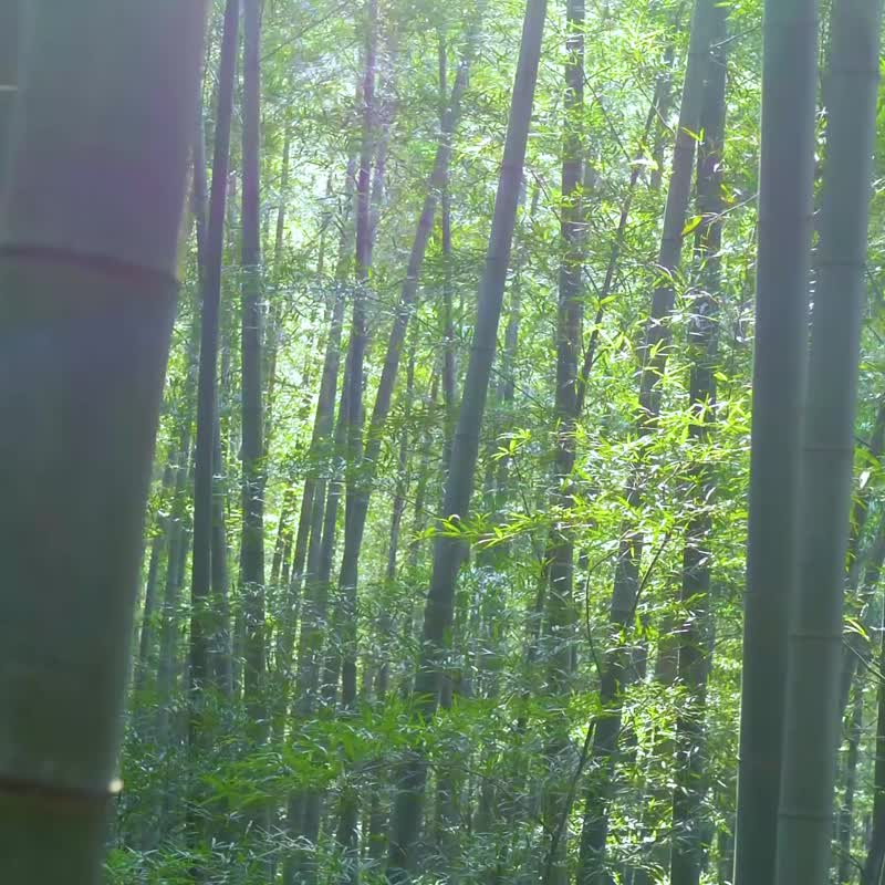 春竹马克杯个人专用茶杯茶水分离水杯 - 茶具/茶杯 - 陶 