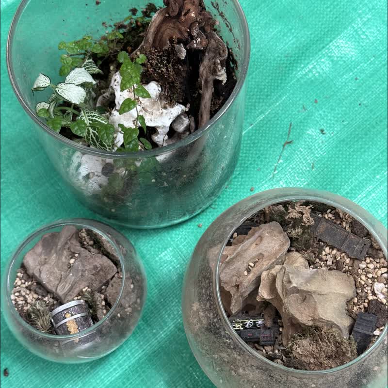 苔藓生态盆维护服务 - 植栽/盆栽 - 植物．花 