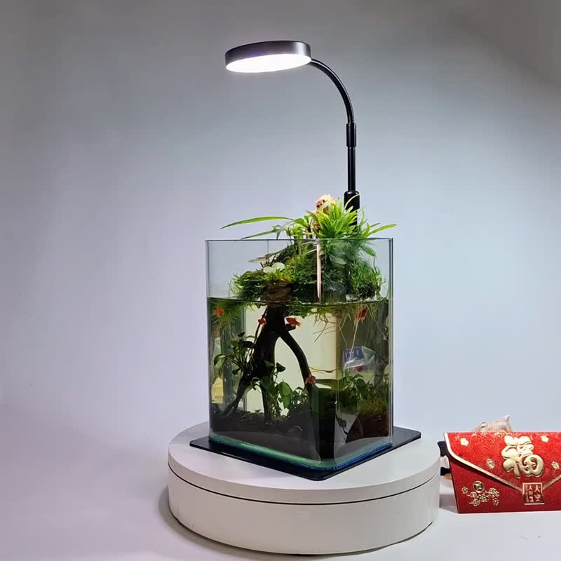 水陆生态缸 - 植栽/盆栽 - 玻璃 