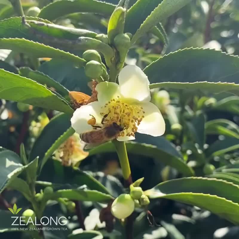 【新西兰玺龙茶】精选花茶茶包6入 - 茶 - 其他材质 白色