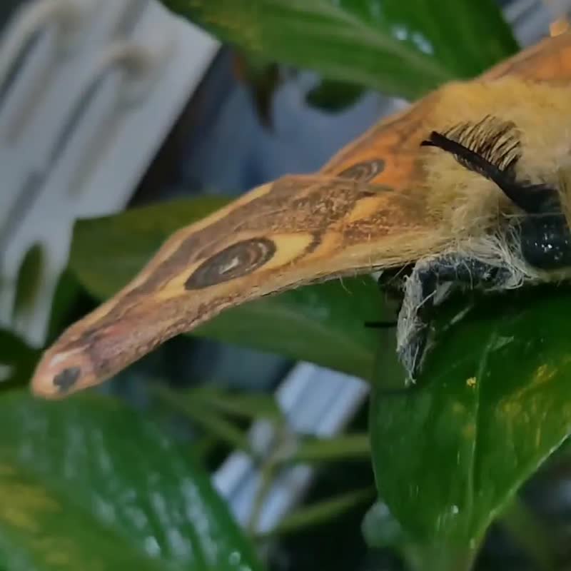 女士飞蛾别针聚合物粘土蝴蝶胸针 昆虫珠宝胸针 - 胸针 - 其他材质 咖啡色