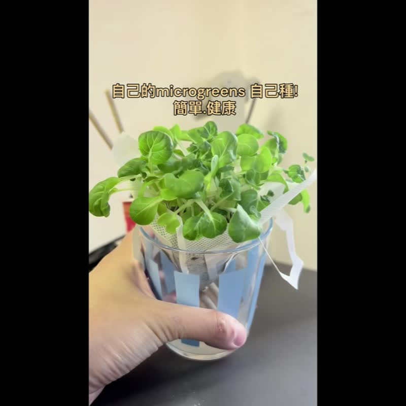 Veggroom Drip & Grow  超级微菜苗套装 (5 包) 简单自动吸水 - 零食/点心 - 其他材质 白色