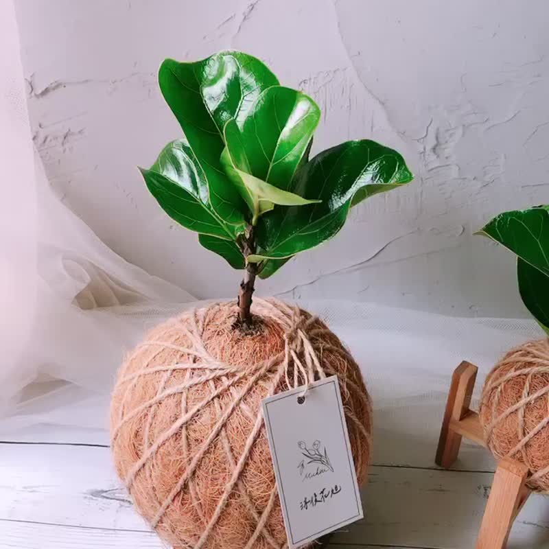 苔球 琴叶榕 植栽 - 植栽/盆栽 - 植物．花 