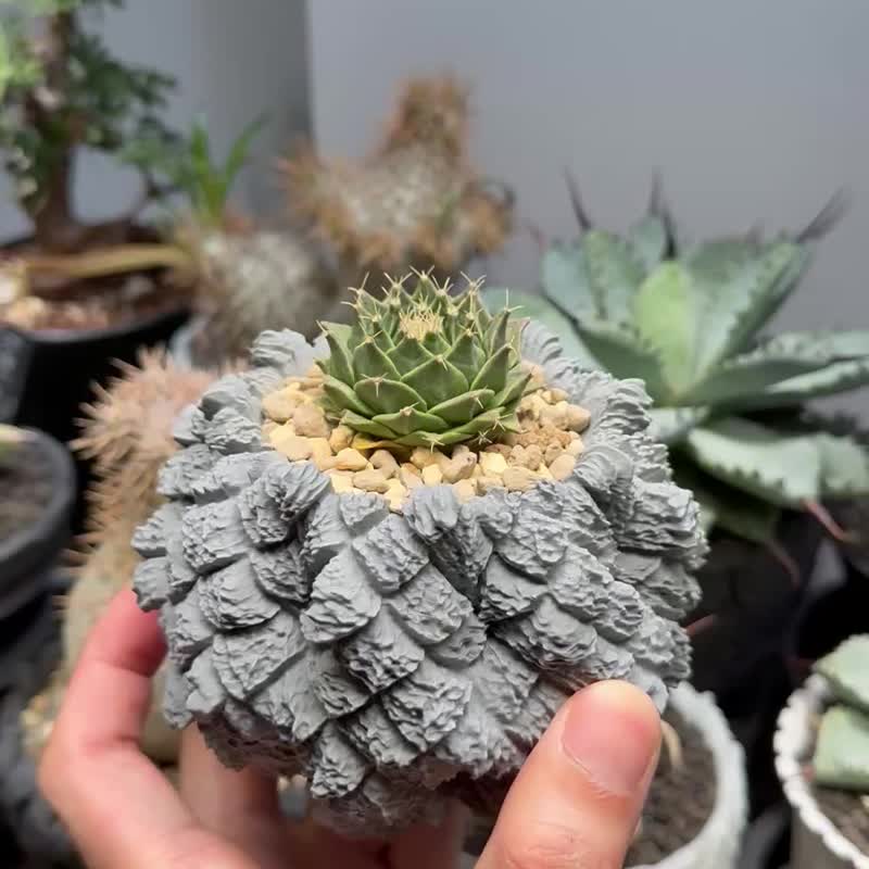 CBP012 植木钵 耐热/室外/原创设计/多肉块根植物/盆器盆栽/送礼 - 植栽/盆栽 - 塑料 多色