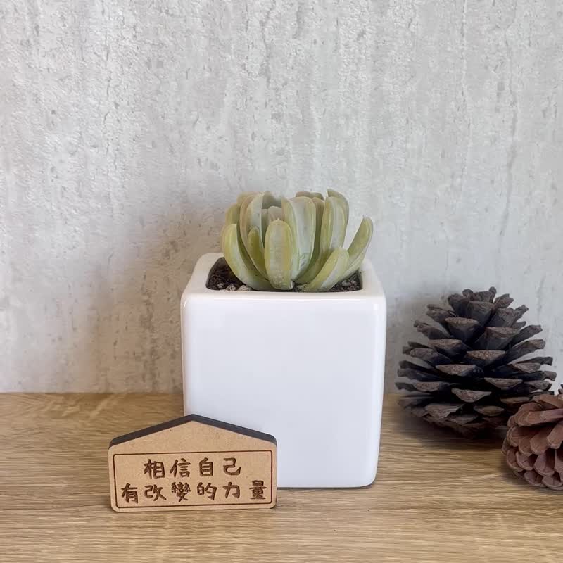 特叶玉蝶-多肉植物简约白瓷盆栽(附磁铁字牌) 定制化礼物 - 植栽/盆栽 - 瓷 白色