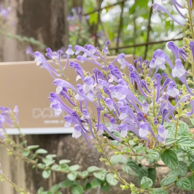 坐垫专门礼盒包装/手提盒 - 其他 - 纸 卡其色