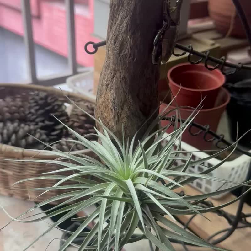 空气凤梨  甲虫金属装饰支架  疗愈小物   含植物 - 植栽/盆栽 - 木头 