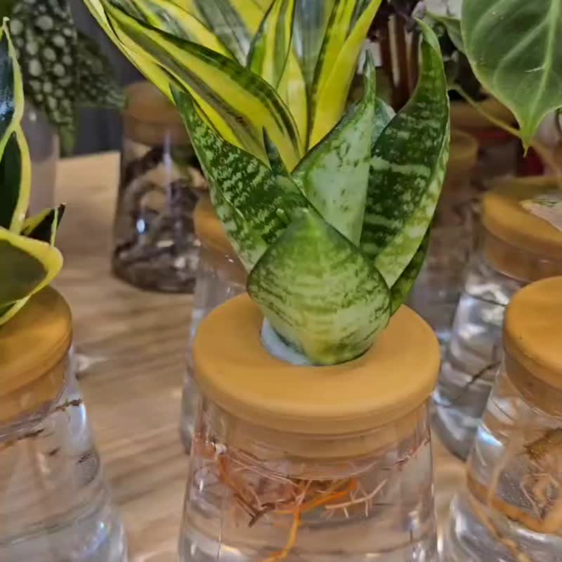 金刚虎尾兰 三角水耕盆栽 室内植物 观叶植物 礼物 水培 - 植栽/盆栽 - 植物．花 透明