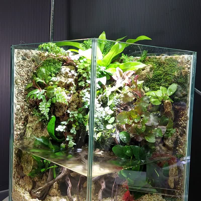 AO-2025 - 植栽/盆栽 - 玻璃 