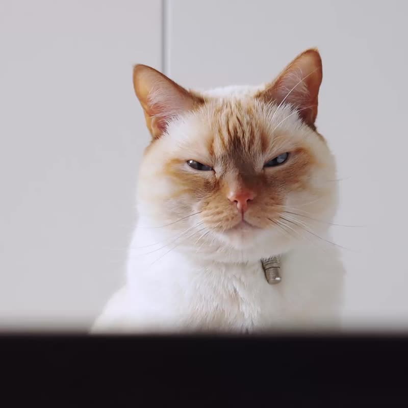 猫吊床 猫床 猫吊床架 猫吊床 猫沙发 户外猫吊床 - 床垫/笼子 - 木头 