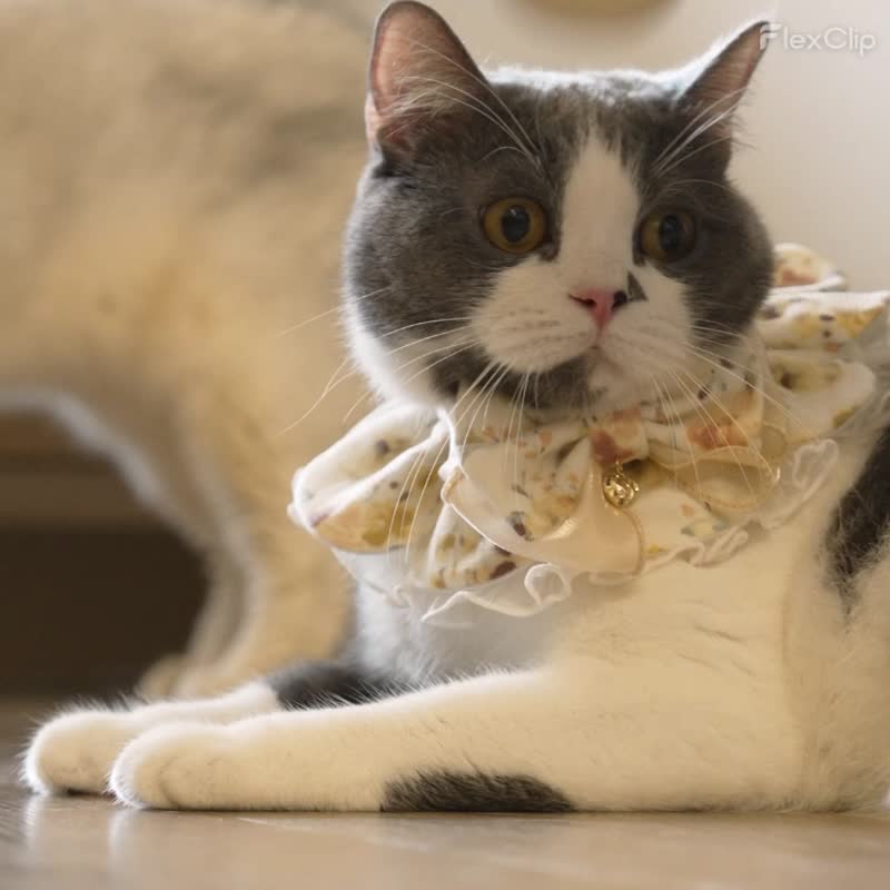 ROOMMI BOBA 滚滚奶茶逗猫器 - 玩具 - 塑料 白色