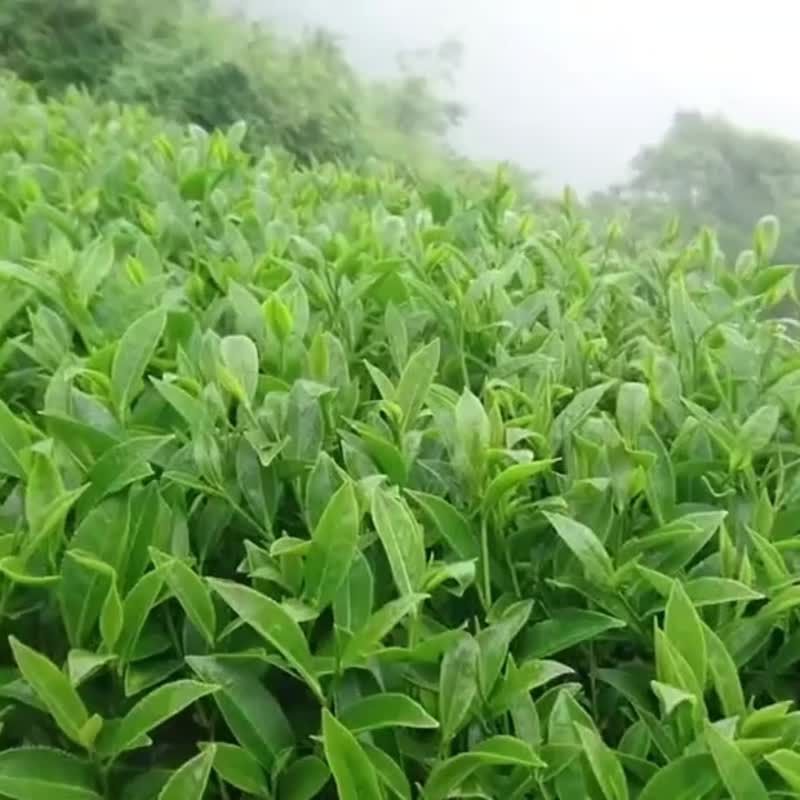 台湾梨山清香型乌龙茶  新佳阳茶区  自然农法 自家茶园 - 茶 - 其他材质 灰色