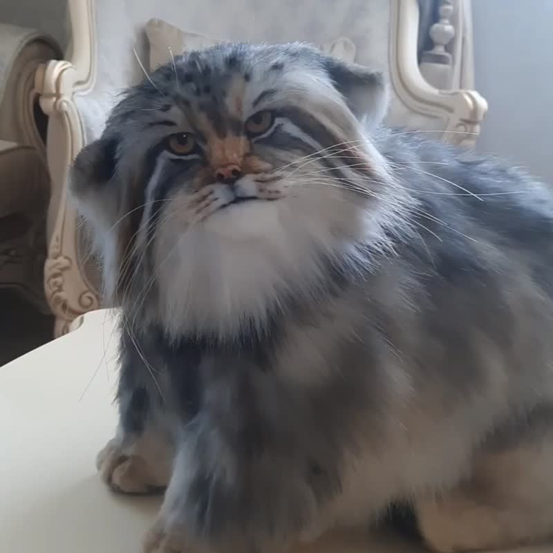 帕拉斯猫写实毛绒玩具 - 玩偶/公仔 - 其他材质 灰色