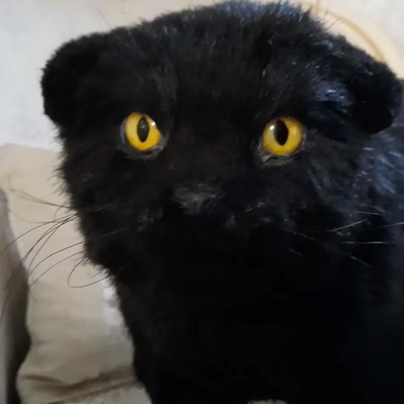 猫梅逼真的毛绒玩具。橡木娃娃。艺术娃娃动物 - 玩偶/公仔 - 其他材质 黑色