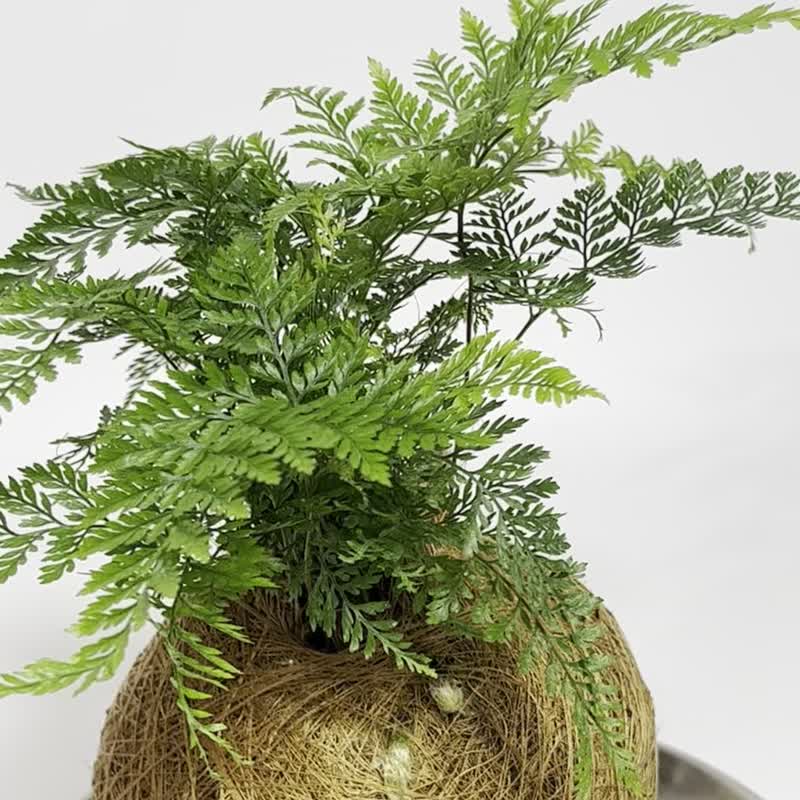 兔脚蕨 观叶植栽椰丝苔球 / 室内植物 摄影道具 定制化礼物 - 植栽/盆栽 - 植物．花 