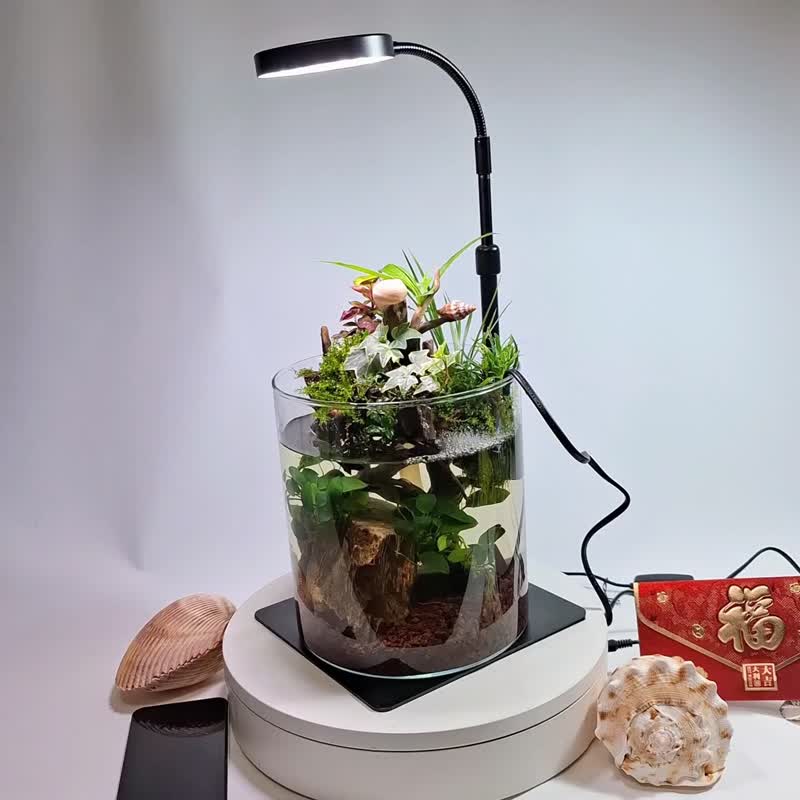 水陆生态缸 - 植栽/盆栽 - 玻璃 