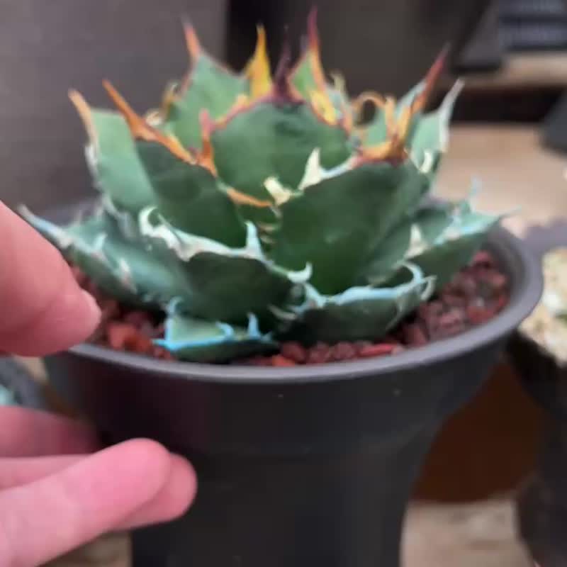 龙舌兰仁王冠 三叉戟龙舌兰 - 植栽/盆栽 - 植物．花 