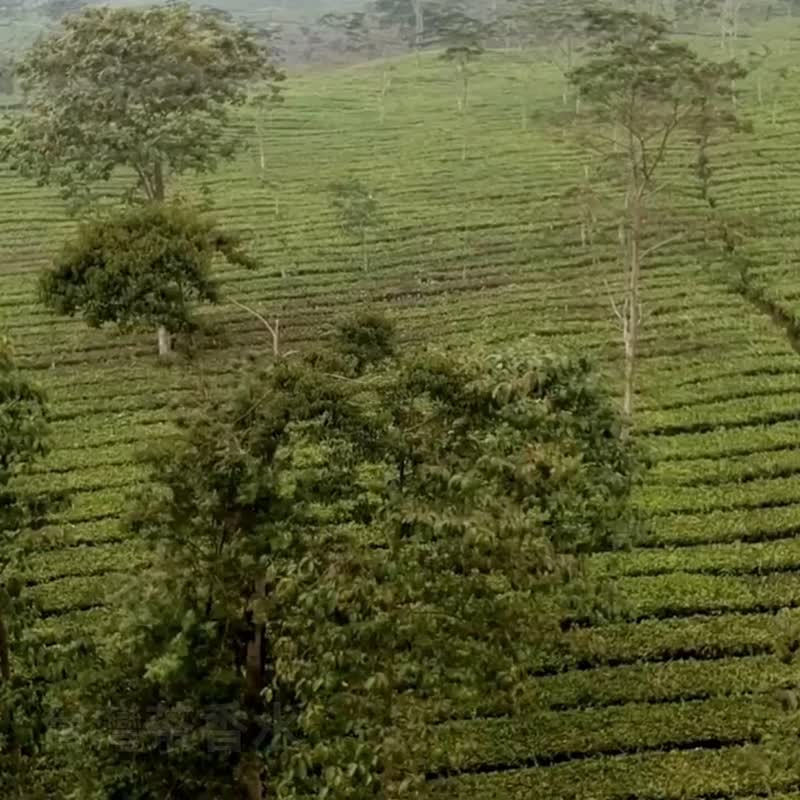 台湾茶香水 I 随身香氛系列 I 收藏送礼自用 - 香薰/精油/线香 - 植物．花 