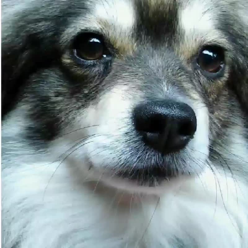 定制羊毛毡狗  羊毛毡 宠物 复刻 仿真 狗狗 - 订制画像 - 羊毛 灰色