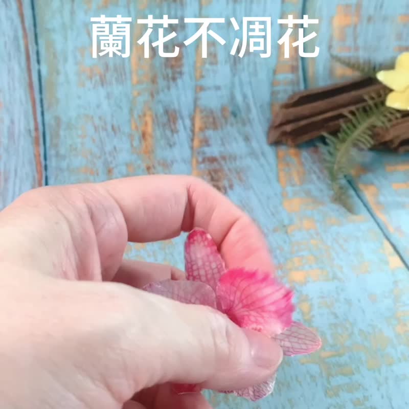 【阿玛斯兰花文创】不凋兰花花材/永生花/DIY材料/花艺材料 - 植栽 - 植物．花 