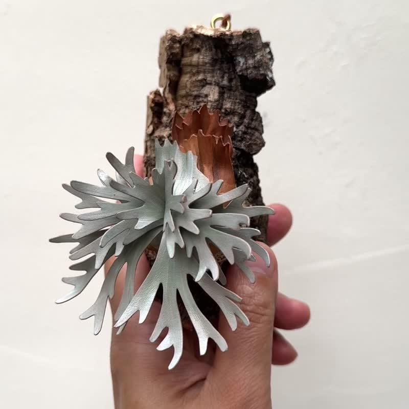 侏儒爪哇皮革鹿角蕨 - 植栽/盆栽 - 真皮 