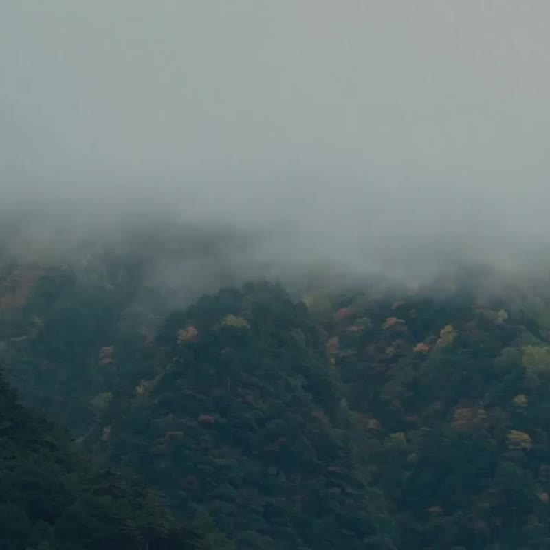 可以连续穿 14 天不洗而没有异味的袜子 - 家居旅行的必需品 - 袜子 - 羊毛 多色
