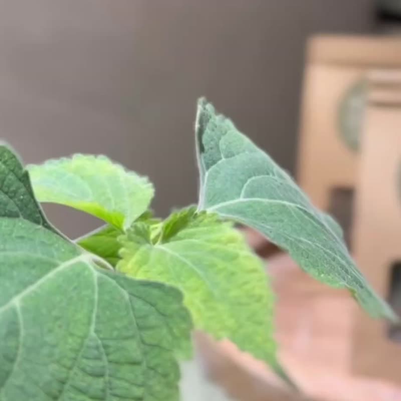 茉苜Mo & Moi  抹草香茅沐浴 补充包 6入 牛皮纸铝膜袋 - 香薰/精油/线香 - 植物．花 绿色