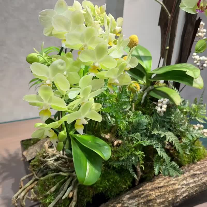 定制兰花 3500 起 开幕送礼 新居落成 企业布置  限台中地区 - 植栽/盆栽 - 植物．花 