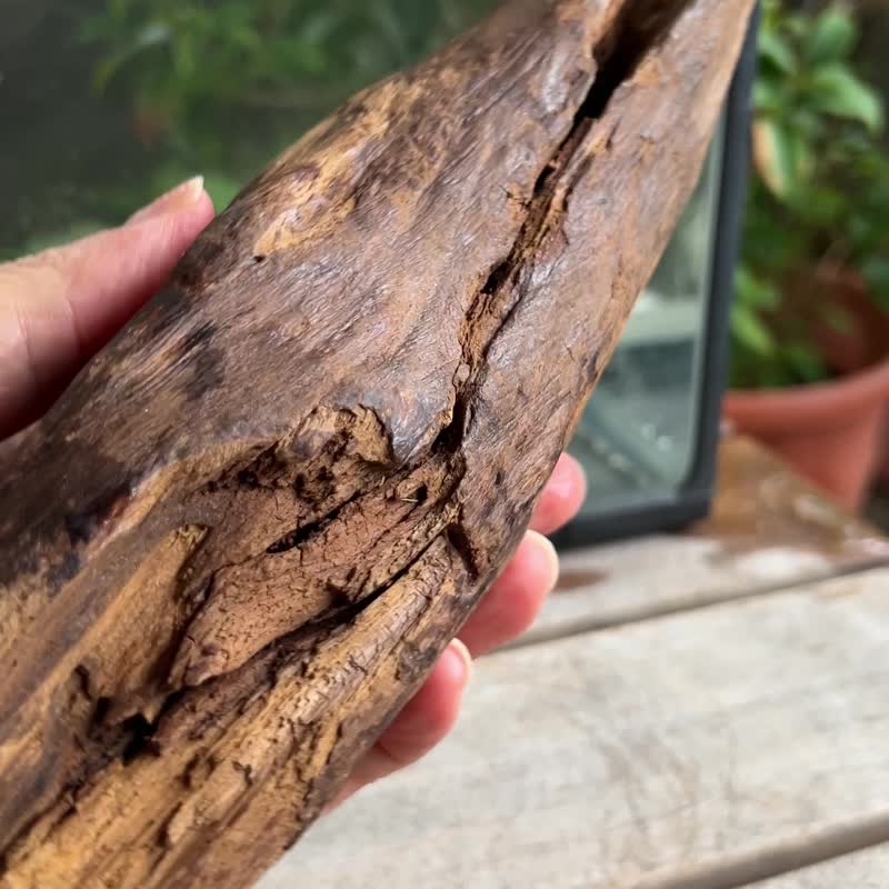 加里曼丹 野生沉香老料 520公克 沉香摆件 【沉水级】 星洲系 - 摆饰 - 木头 卡其色