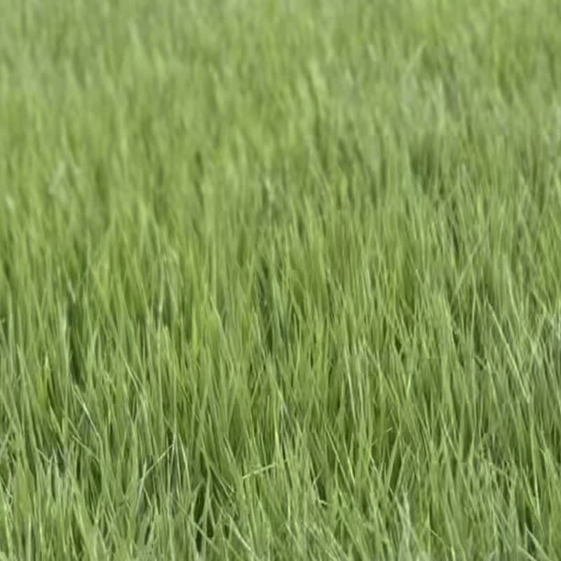 【susurro】枕头织品喷雾 樹下小憩 50mL 助眠喷雾 精油 - 香薰/精油/线香 - 精油 