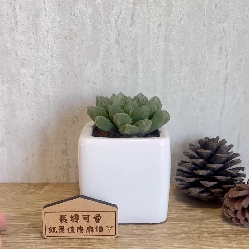 玉露B-多肉植物简约白瓷盆栽(附磁铁字牌) 定制化礼物 - 植栽/盆栽 - 瓷 白色