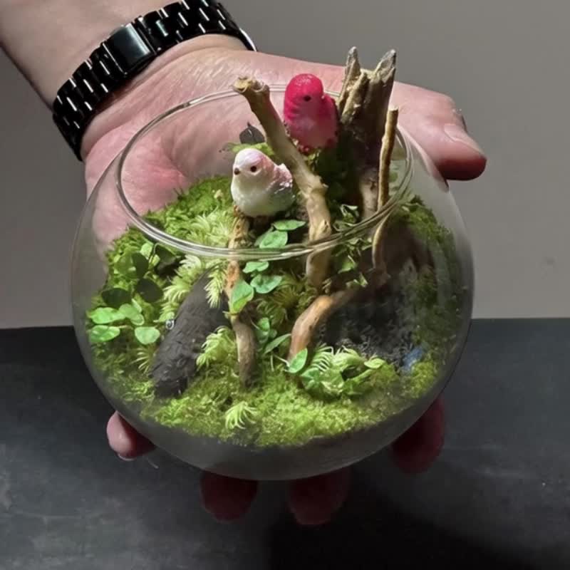 林韵鸟语 / 主题性定制化造景生态盆 - 植栽/盆栽 - 植物．花 