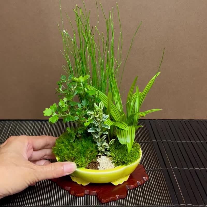 日本盆栽菊∣合植山野草苔盆栽 盆景展衬草 含苞中 - 植栽/盆栽 - 陶 