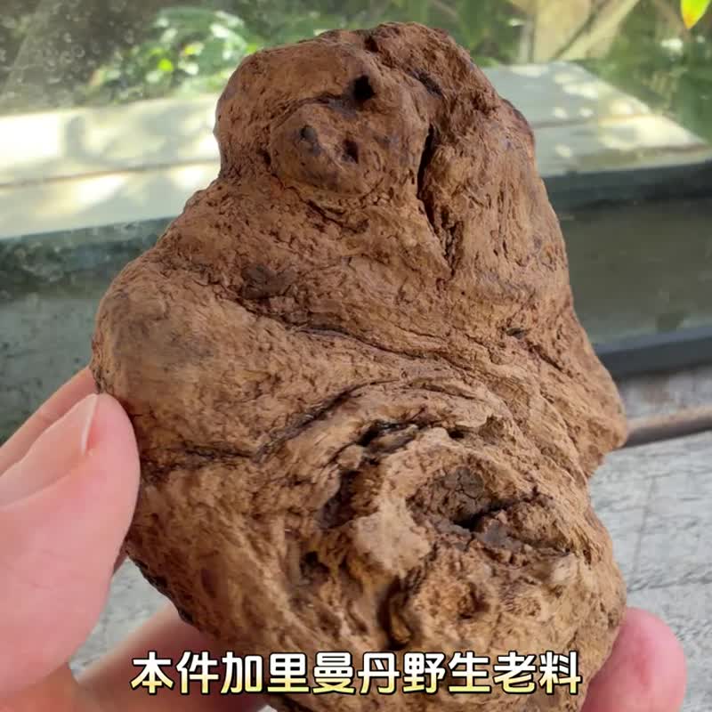 加里曼丹 野生沉香老料 136公克 沉香摆件 【沉水级】 星洲系 - 摆饰 - 木头 卡其色