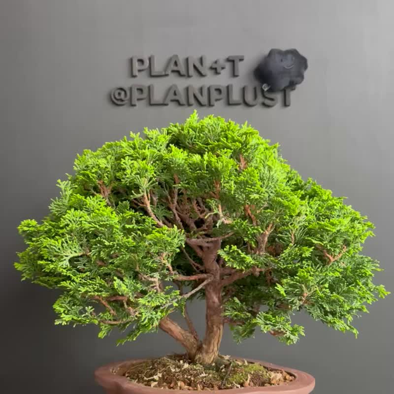 日本津山桧 植物 盆景 盆栽 bonsai 枫叶 块根 多肉植物 送礼 - 植栽/盆栽 - 植物．花 绿色