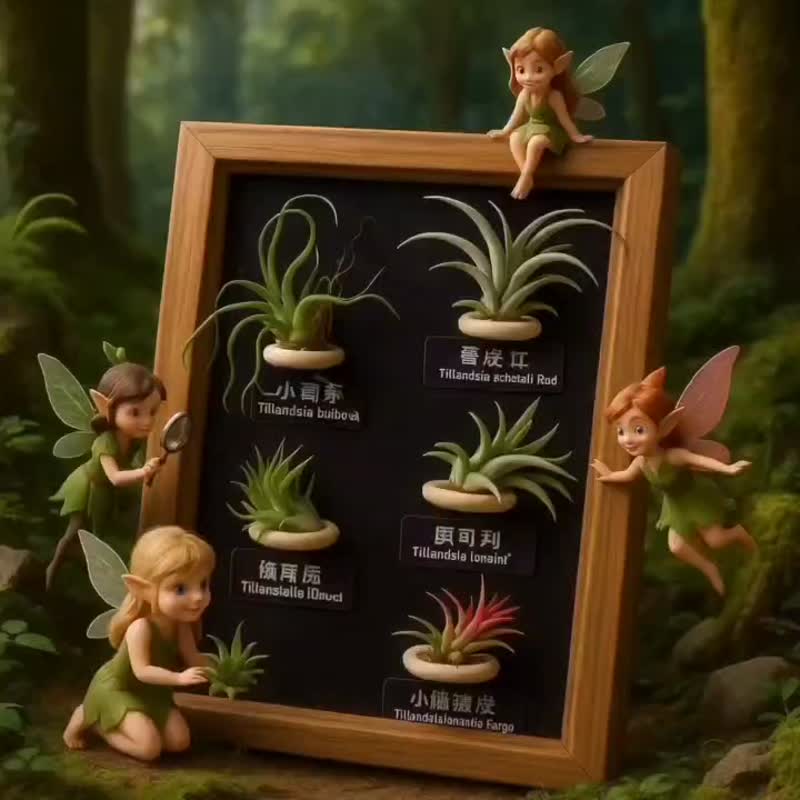 空气凤梨 粗皮红 小章鱼 贝可利 小精灵德鲁伊小精灵福果磁吸相框 - 植栽/盆栽 - 植物．花 咖啡色