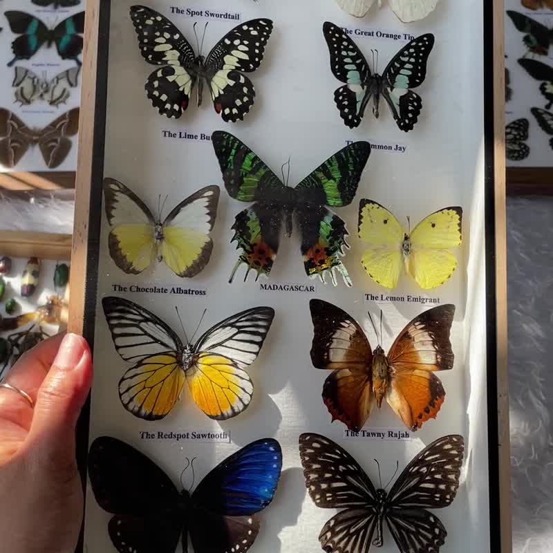 Real Mix 11 Butterfly Insect Taxidermy In Box Wood Frame Display Home Decor - 墙贴/壁贴 - 木头 