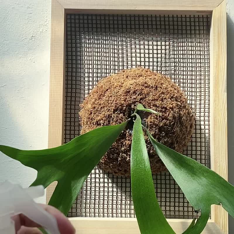 【上板鹿角蕨】质感画框/ 需要自然光/ 植栽 - 植栽/盆栽 - 植物．花 绿色