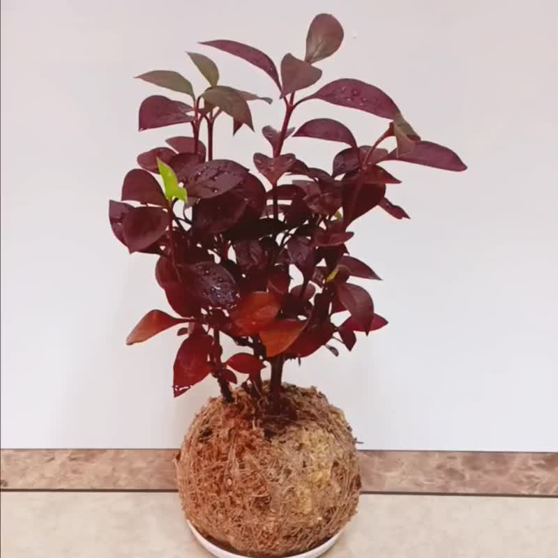 居家幸福苔球 苔玉 智利原色水苔 五行幸运植物 红龙草 - 植栽 - 植物．花 