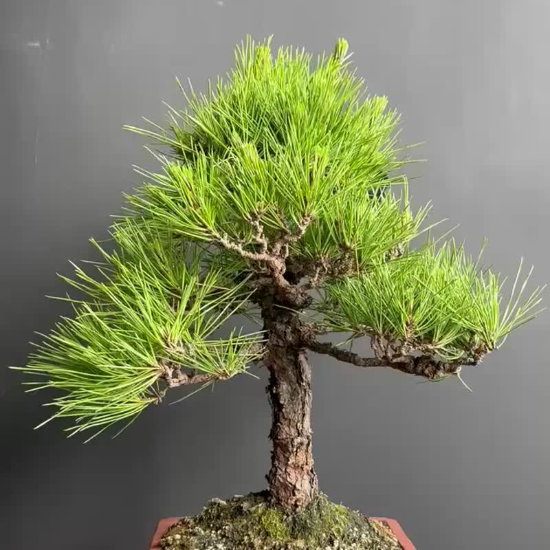 日本 黑松 植物 盆景 盆栽 bonsai 枫叶 块根 多肉植物 送礼 - 植栽/盆栽 - 植物．花 绿色