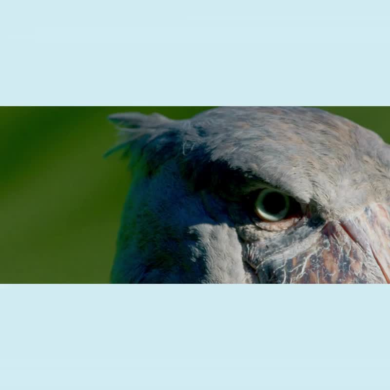 沉默的存在感刚刚好 : 鲸头鹳手工真皮拉链收纳钱包 - 皮夹/钱包 - 真皮 蓝色