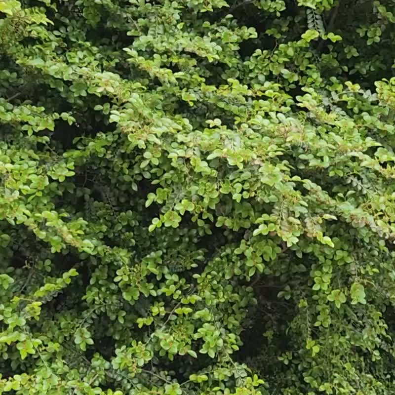 【莫兰迪粉色玫瑰花束】干燥花束教师礼物  520情人节礼物520礼物 - 干燥花/捧花 - 植物．花 粉红色