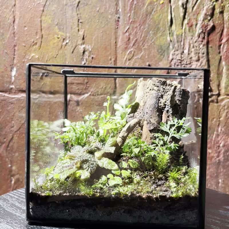 【生态缸－截木之后】微景观 室内植栽 礼物 办公室摆设 - 植栽/盆栽 - 植物．花 绿色