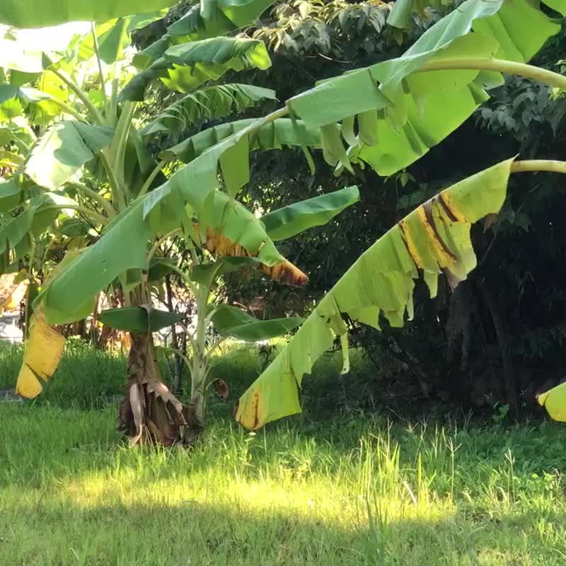 亚麻拉克兰上衣 - 女装上衣 - 棉．麻 多色