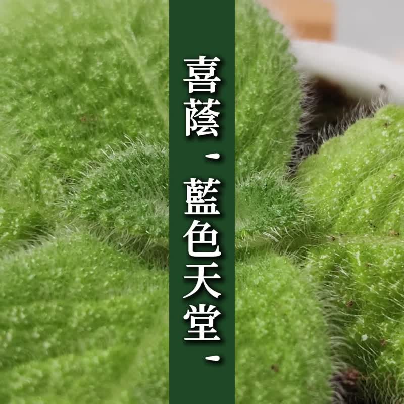 喜荫花'蓝色天堂' 室内植栽 办公室植栽 疗愈小物 送礼 新手植物 - 植栽/盆栽 - 植物．花 绿色