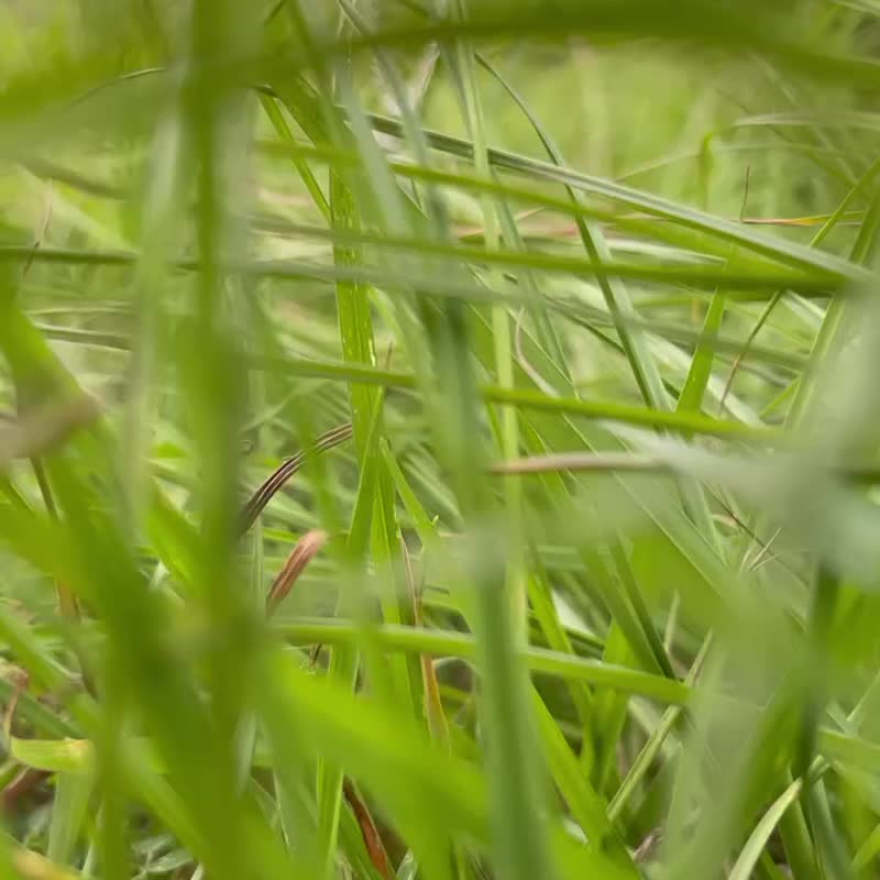 纯粹青鸟 |  Realbliss青鸟// 海水蓝宝天然石项链// - 项链 - 宝石 银色