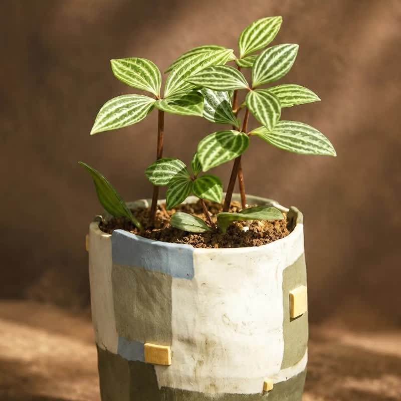 城市之光 - 手工陶盆器 植栽 盆栽 钵 礼物 礼品 赠礼 - 植栽/盆栽 - 陶 