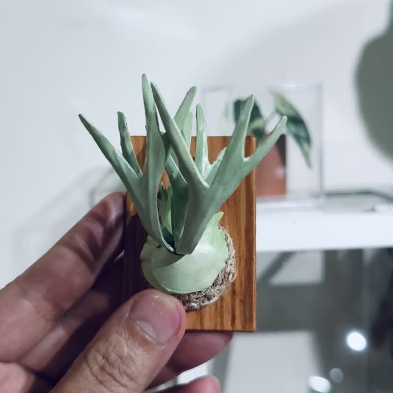 立叶银鹿-鹿角蕨皮革吊饰 - 吊饰 - 真皮 