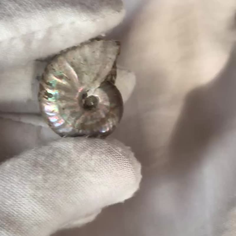 玛达加斯加 小号 斑彩石 菊石 斑彩螺 水晶 crystal 摆设 摆件 - 摆饰 - 水晶 多色
