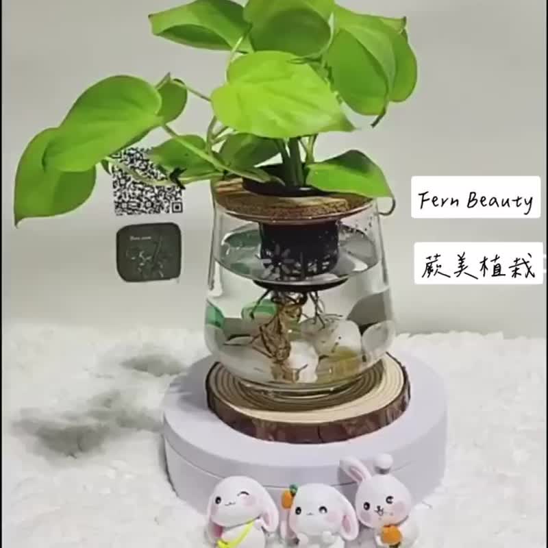 蕨美植栽 室内办公室水耕植栽 - 心叶蔓绿绒 疗愈小物 - 植栽/盆栽 - 植物．花 